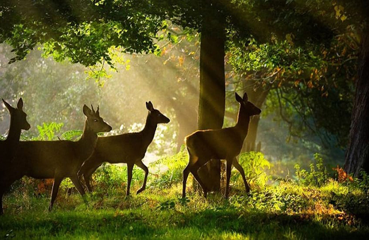 Aralam Wildlife Sanctuary Aralam Wildlife Sanctuary